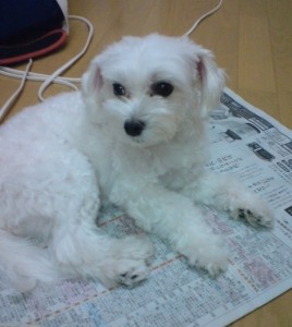 新聞とラムネ