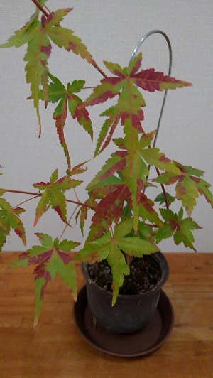 6_plant