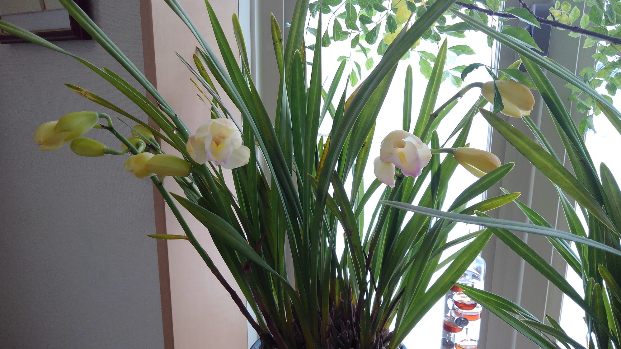 2_plant